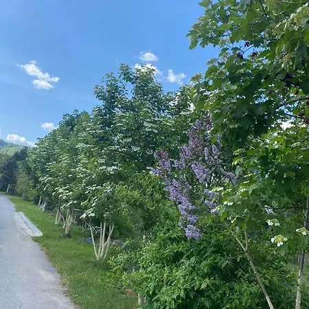 гніздо беркута *