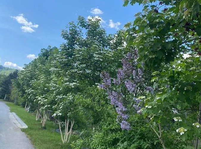 гніздо беркута *